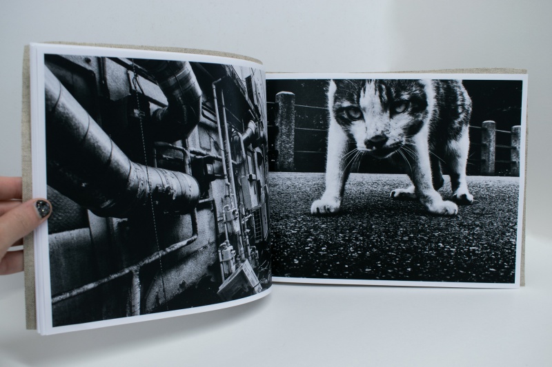 Stray Cats (Special Edition) B - Daido MORIYAMA | AKIO NAGASAWA