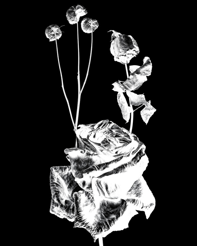 WITHERED FLOWERS REVERSE - 田島 一成 | AKIO NAGASAWA