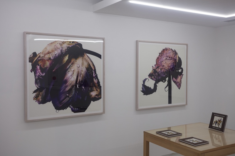 WITHERED FLOWERS［第一期］ - 過去の展覧会 | AKIO NAGASAWA