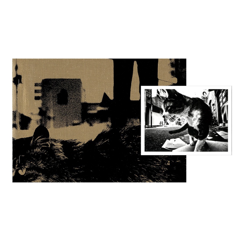 Stray Cats (Special Edition) B - Daido MORIYAMA | AKIO NAGASAWA
