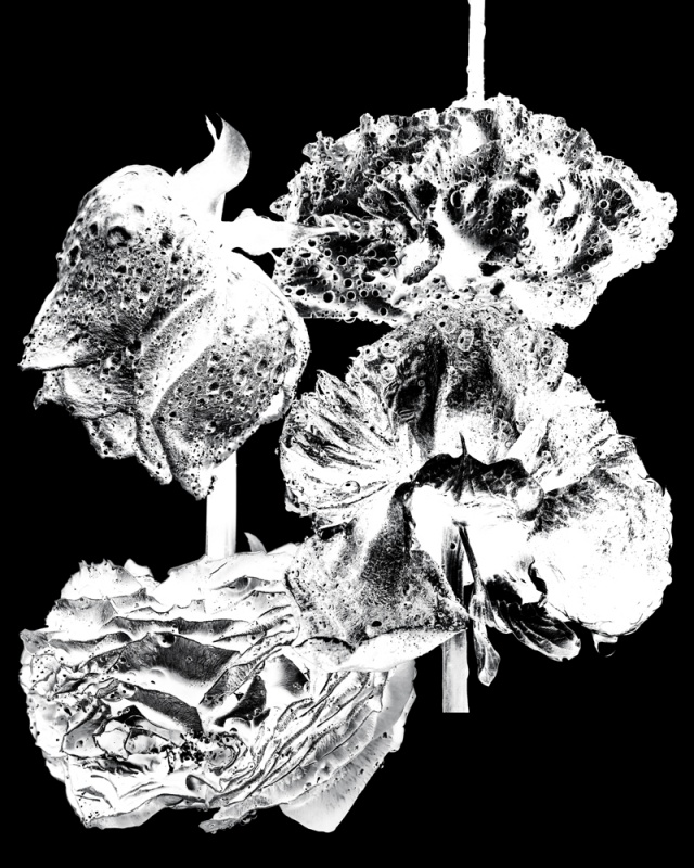 原画　『flower, s.』 VBMe7T9c_NwkIIC.jpeg