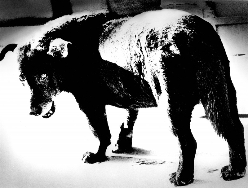アート・デザイン・音楽 daido moriyama osaka Osaka by Daido Moriyama - Fondation Cartier pour l'art