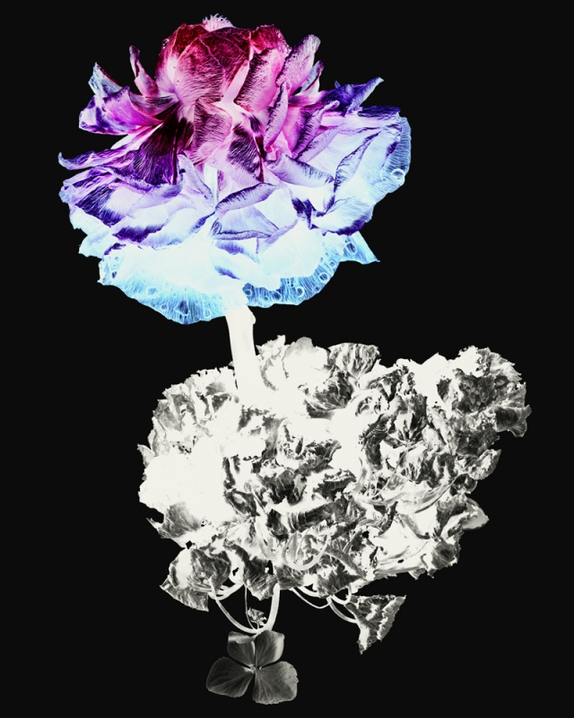 WITHERED FLOWERS REVERSE - 過去の展覧会 | AKIO NAGASAWA