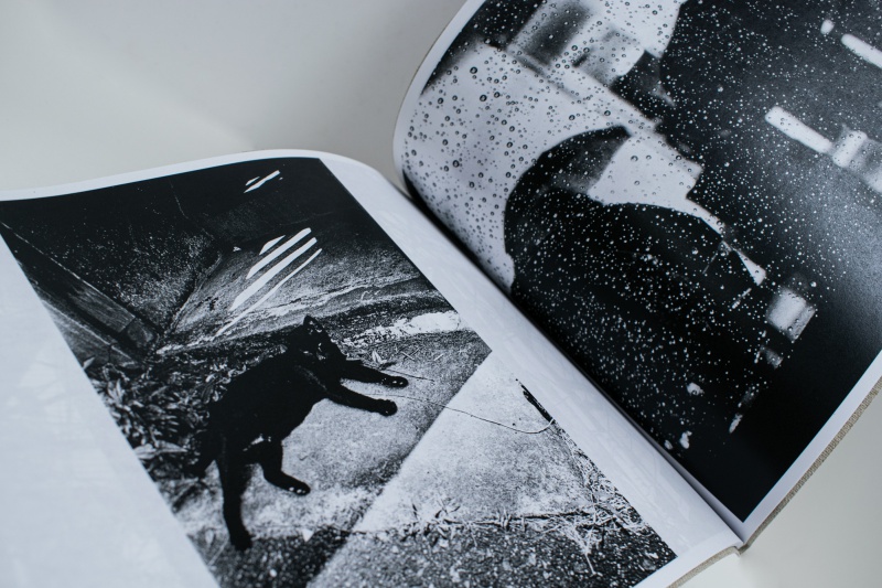 Stray Cats (Special Edition) B - Daido MORIYAMA | AKIO NAGASAWA