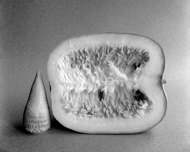 加納典明『18才の静物』@SHUMOKU GALLERY - Blog | AKIO NAGASAWA