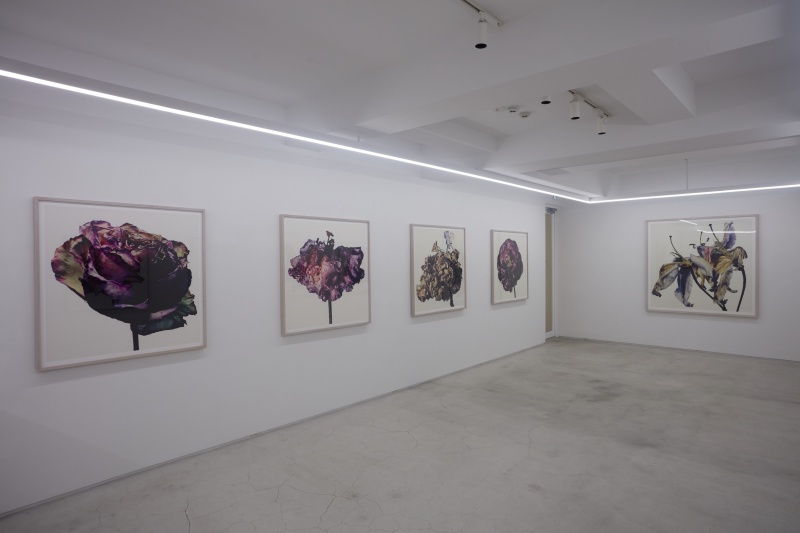 WITHERED FLOWERS［第一期］ - 過去の展覧会 | AKIO NAGASAWA