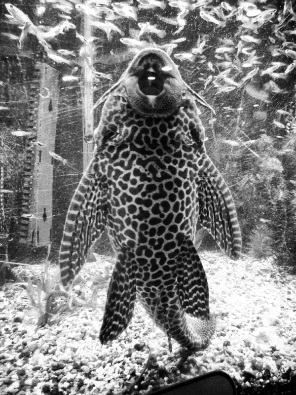 NAGISA / 森山大道 Daido Moriyama KOMIYAMA TOKYO GR8 | 