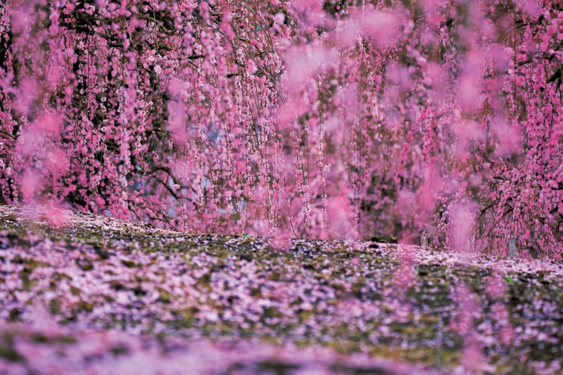 Eternity in a Moment vol.2 - 蜷川実花 | AKIO NAGASAWA