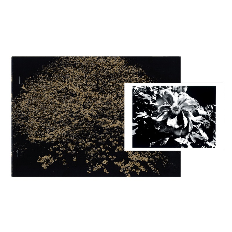 FLOWERS (Special Edition) B - Daido MORIYAMA | AKIO NAGASAWA